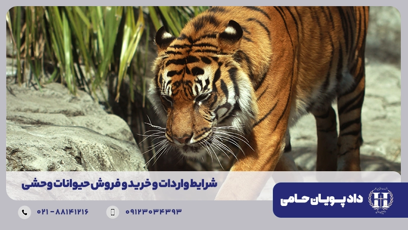 شرایط واردات و خرید و فروش حیوانات وحشی
