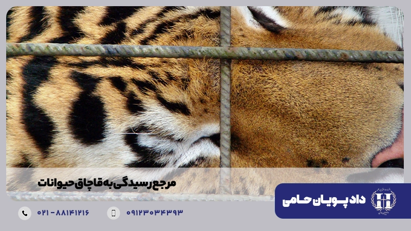 مرجع رسیدگی به قاچاق حیوانات