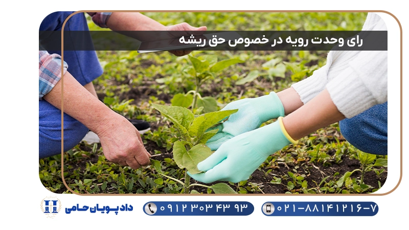رای وحدت رویه در خصوص حق ریشه